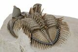 Amazing, Tower Eyed Erbenochile Trilobite - Morocco #251165-4